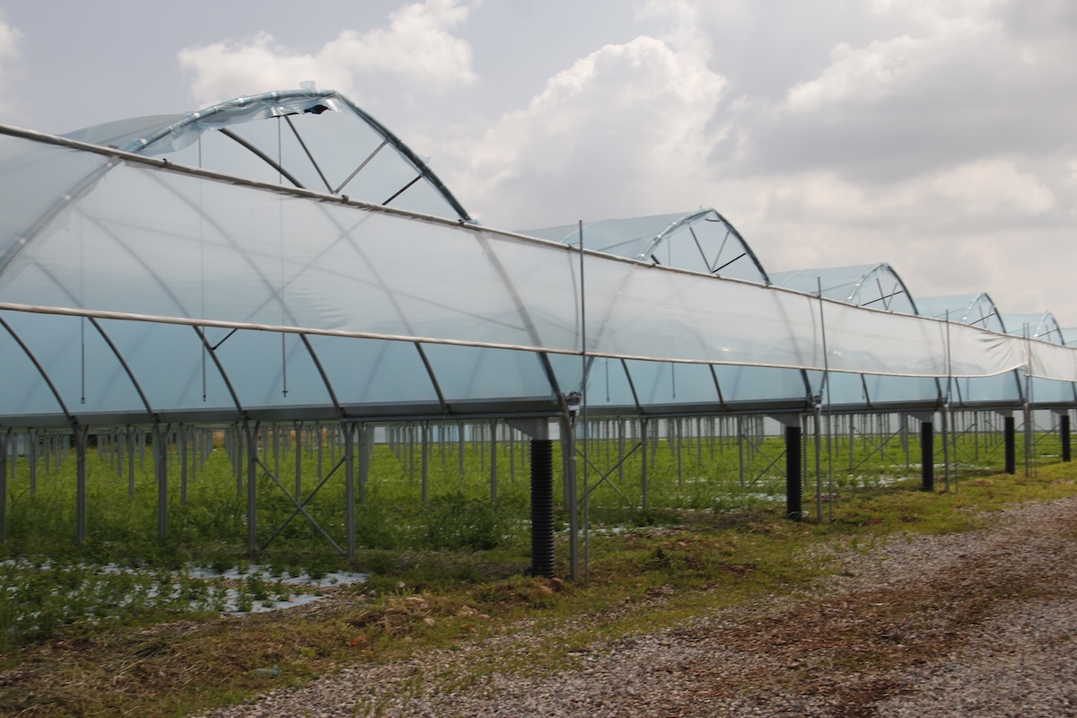 Serra realizzata dall'azienda Idromeccanica Lucchini per il produttore di coloranti tessili ecosostenibili New Generation Farm